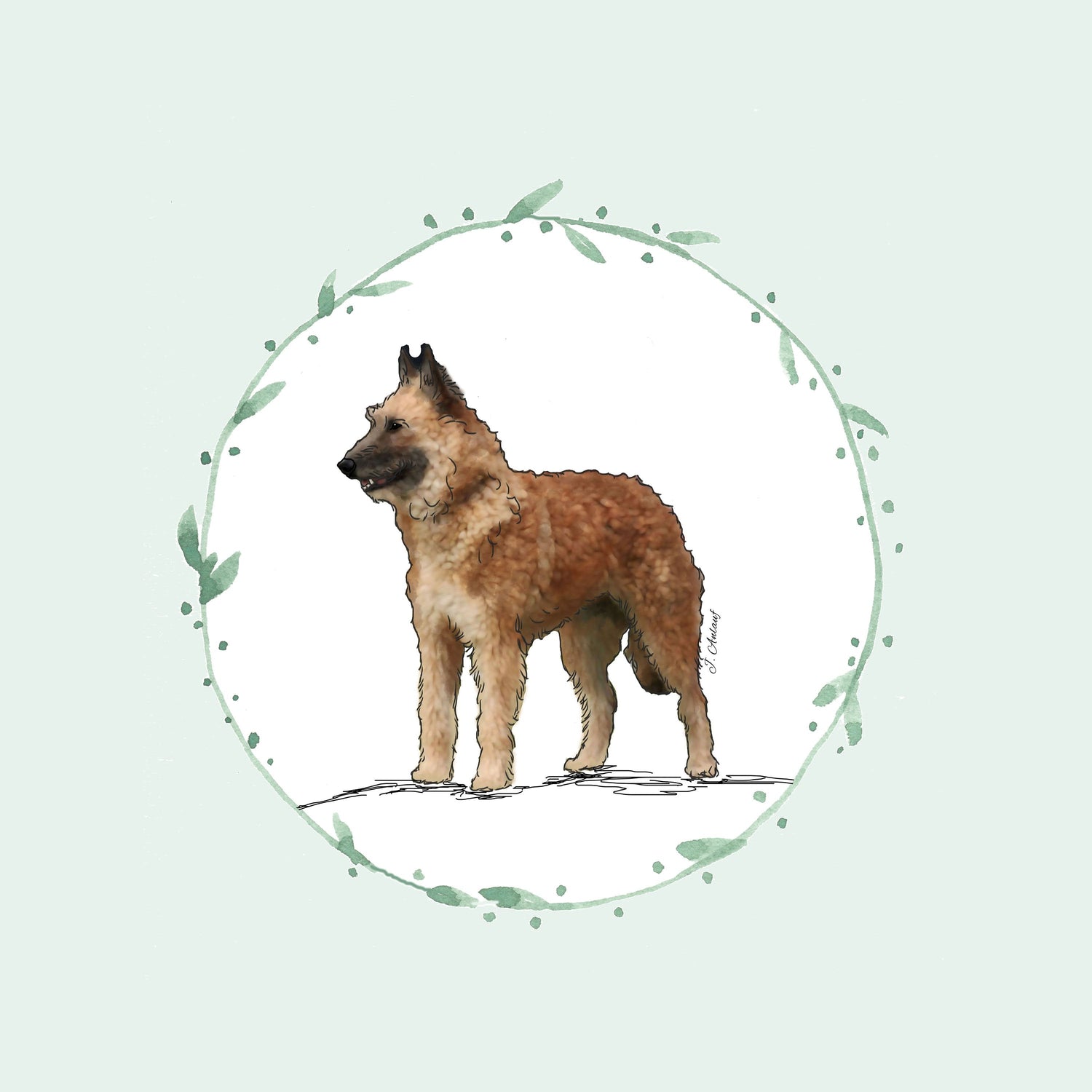Belgian Laekenois