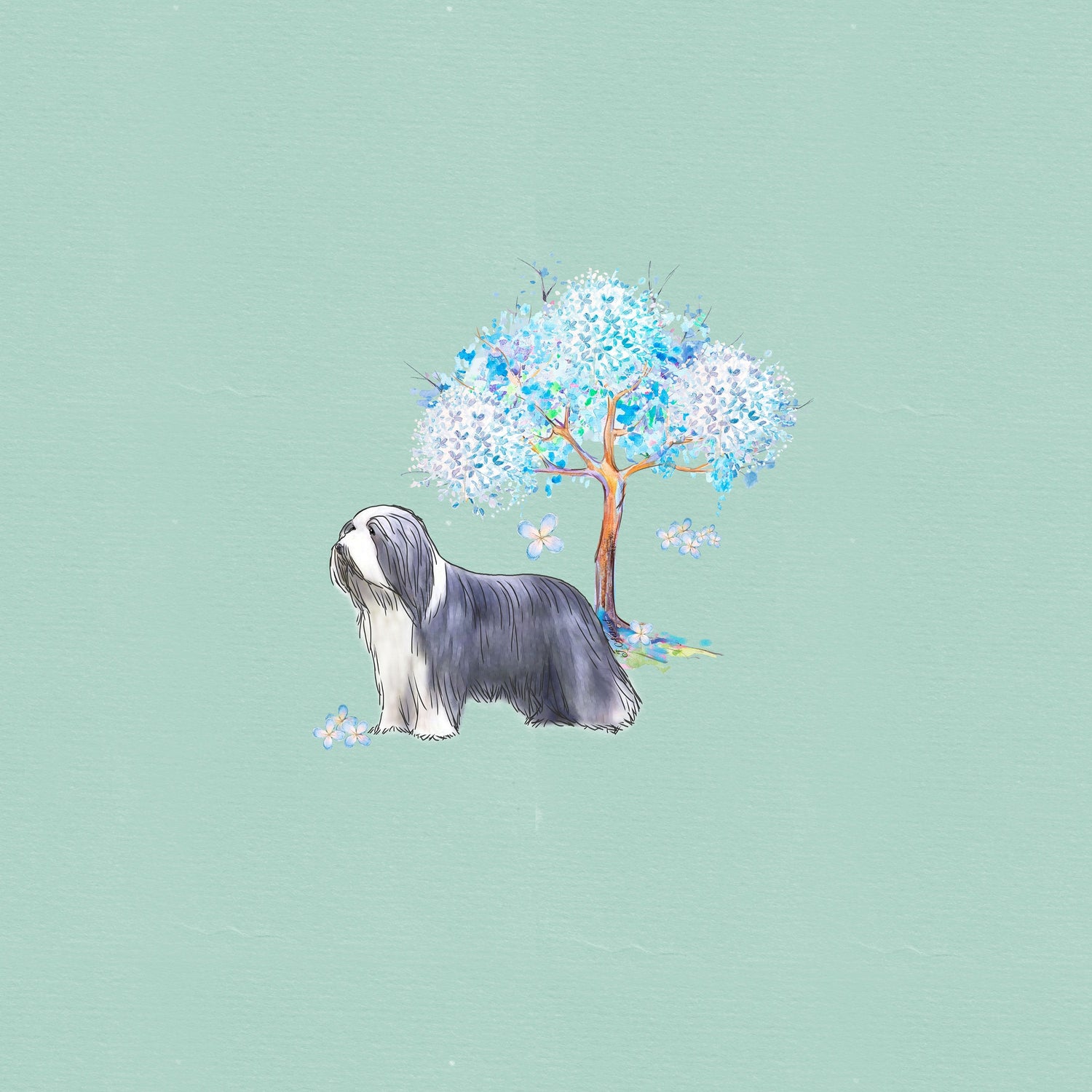 Bearded Collie