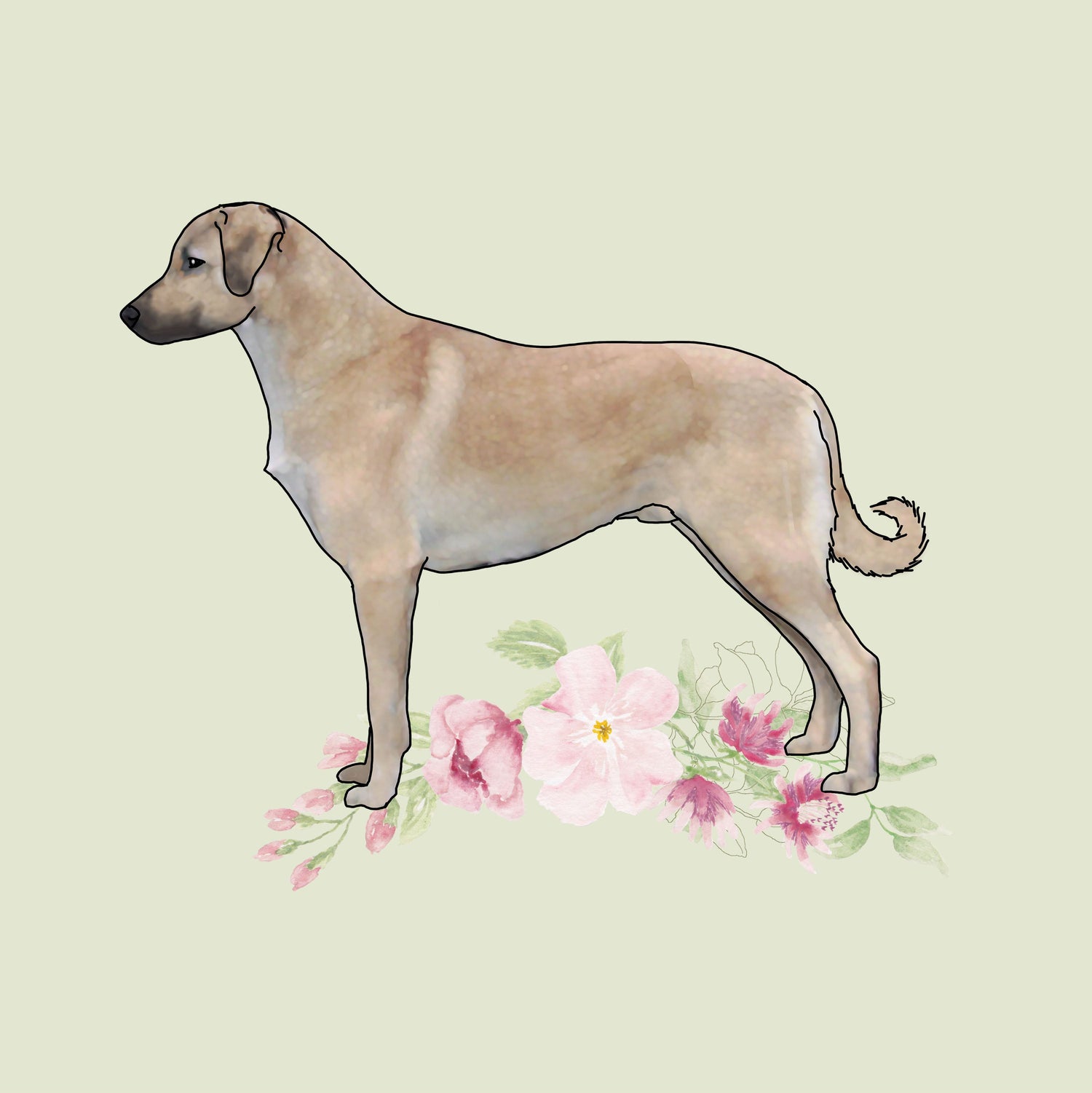 Anatolian Shepherd