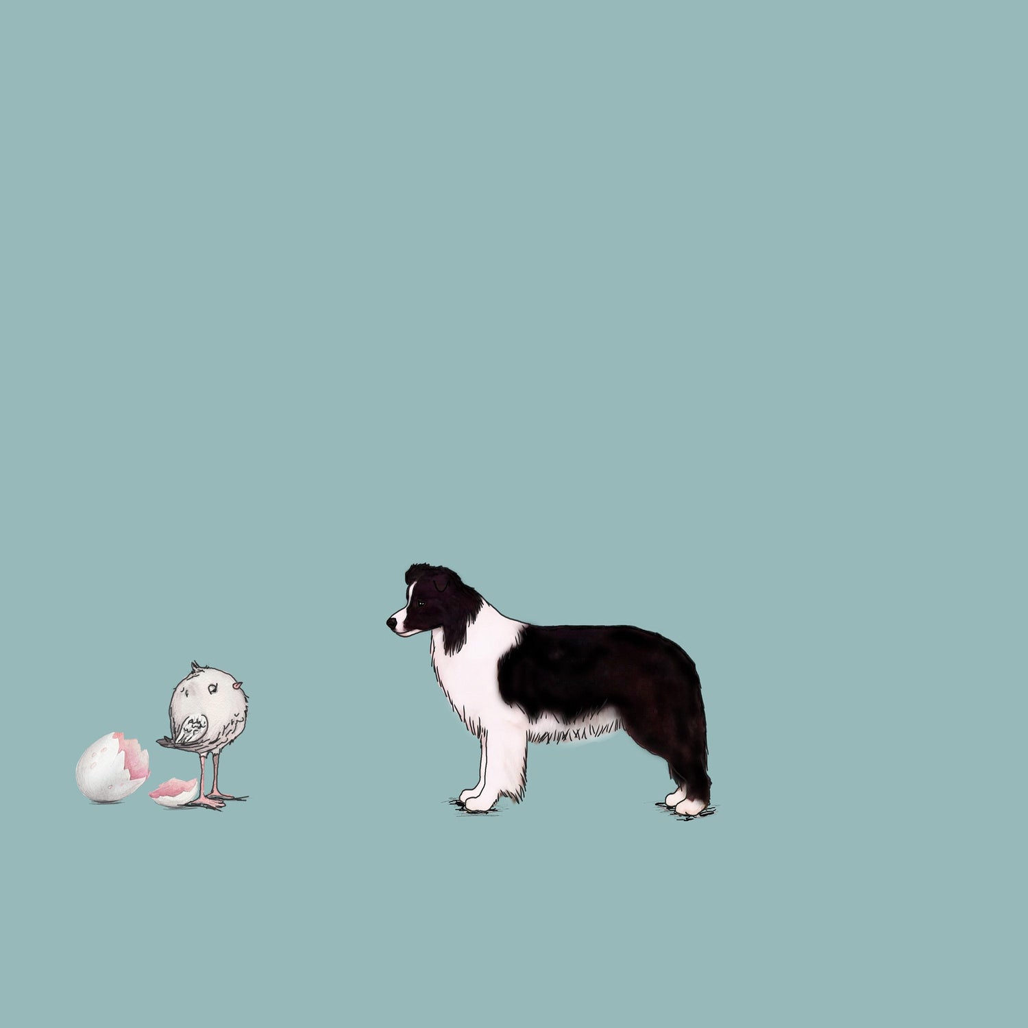 Border Collie