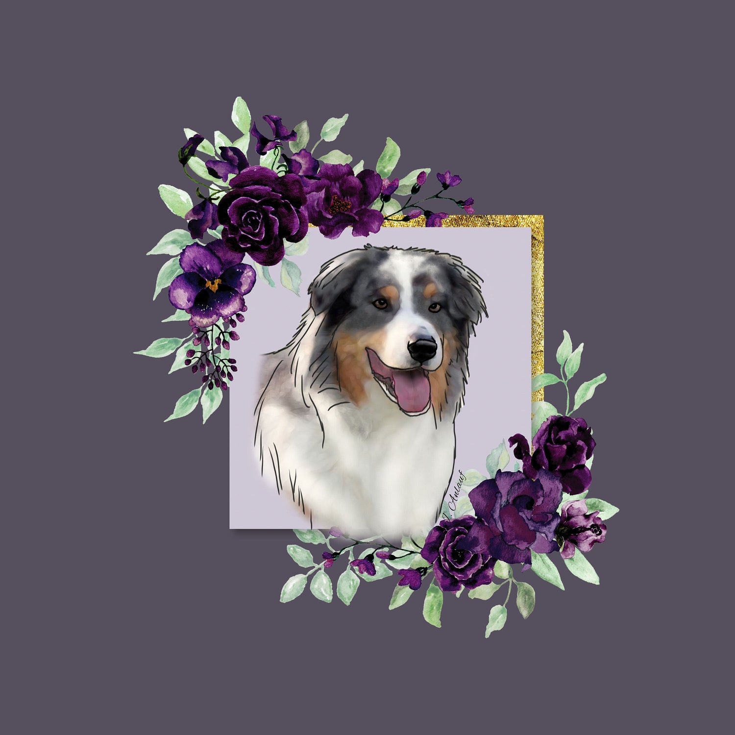 Australian Shepherd