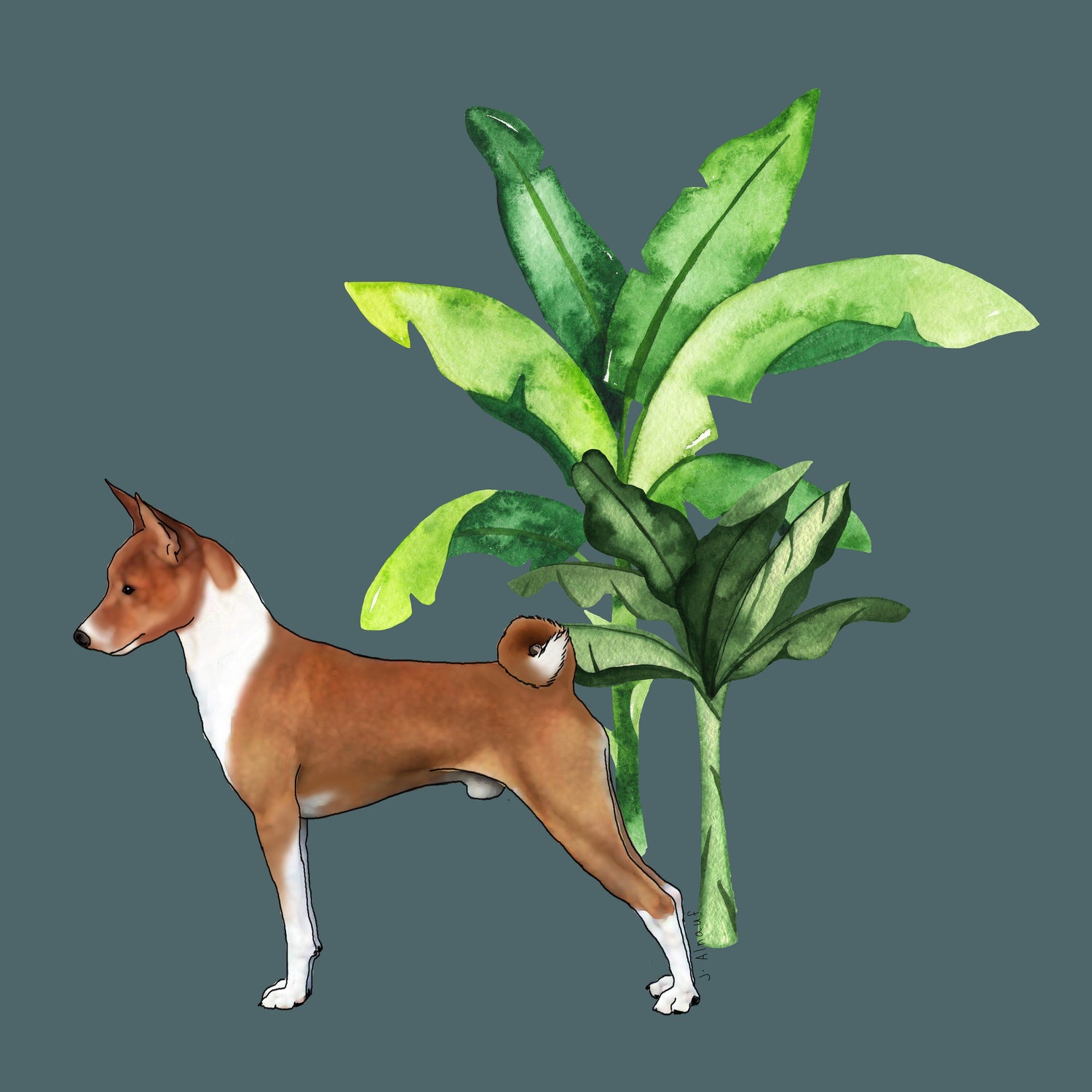 Basenji