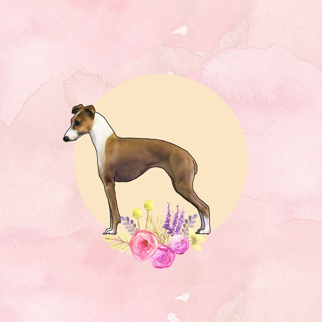 Italian Greyhound