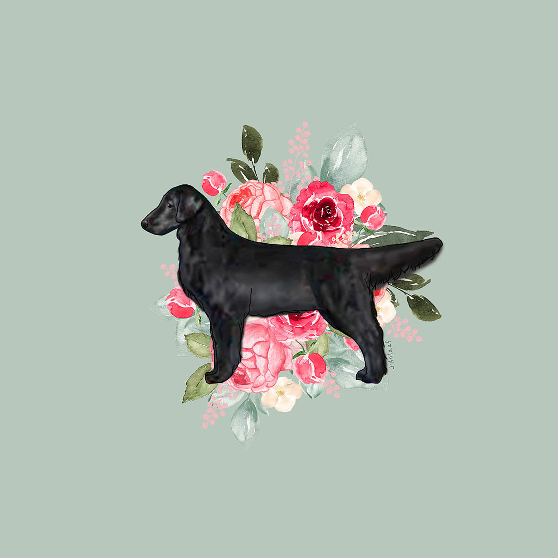 Flat-Coated Retriever