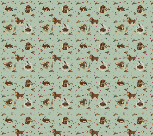 American Water Spaniel