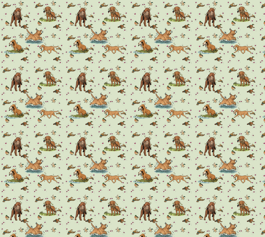 Chesapeake Bay Retriever