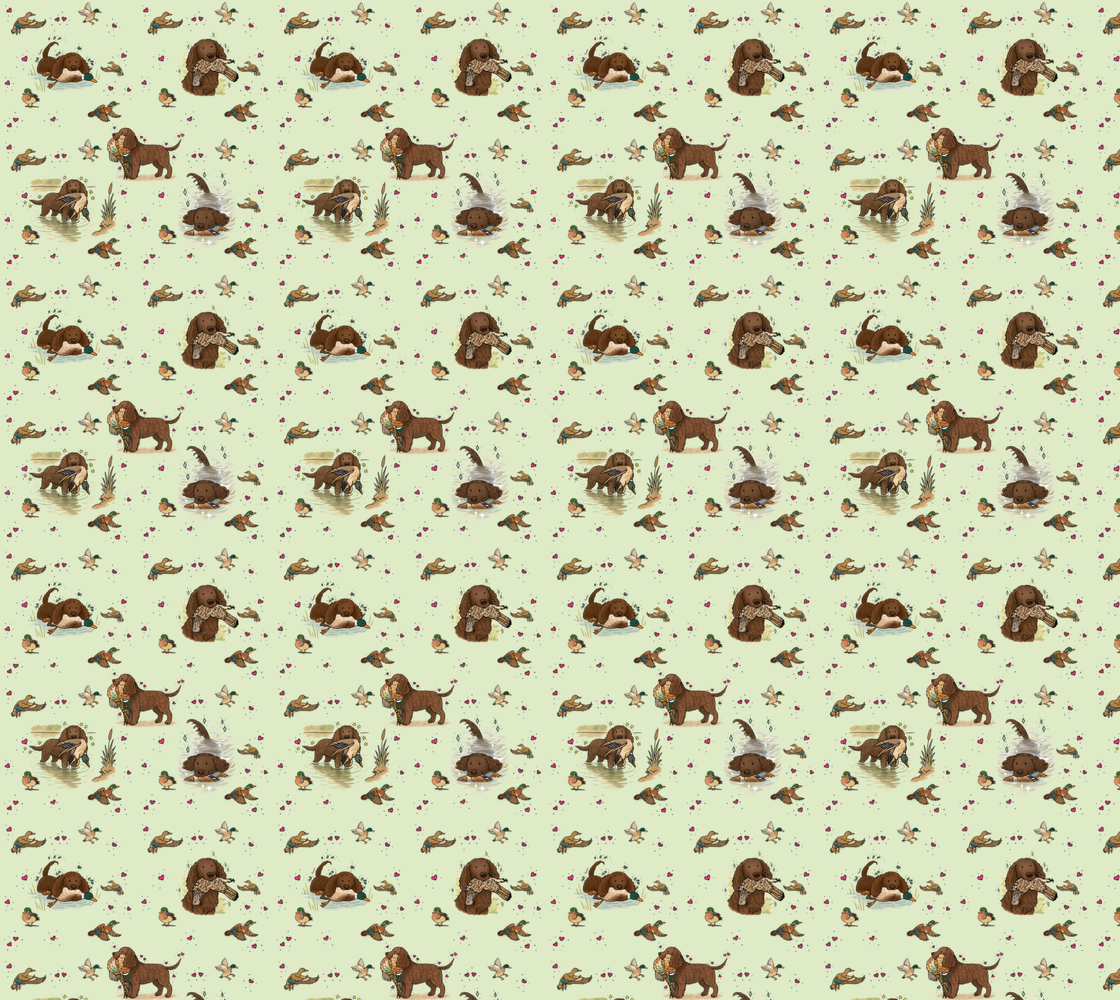 American Water Spaniel