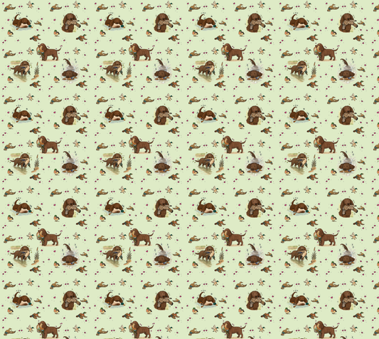 American Water Spaniel