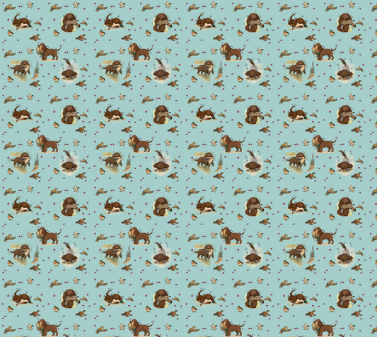 American Water Spaniel